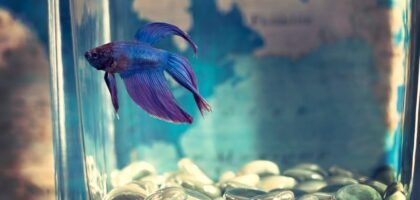 glass aquarium vs acrylic aquarium