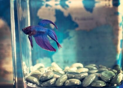 glass aquarium vs acrylic aquarium