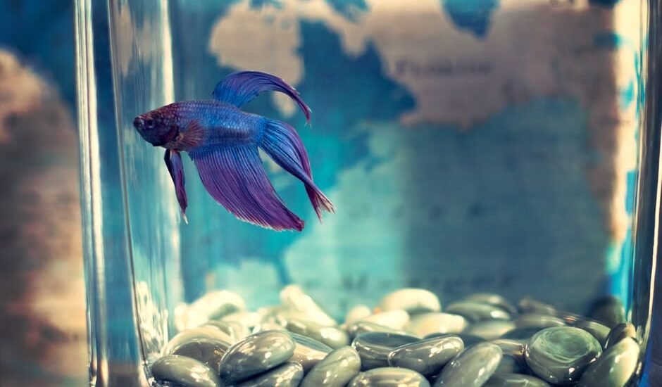 glass aquarium vs acrylic aquarium