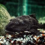 A pleco fish rests on multicolored gravel in a home aquarium, illustrating the need for gravel vacuum cleaners in fish tanks.