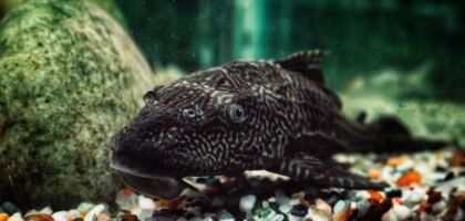 A pleco fish rests on multicolored gravel in a home aquarium, illustrating the need for gravel vacuum cleaners in fish tanks.