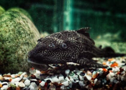 A pleco fish rests on multicolored gravel in a home aquarium, illustrating the need for gravel vacuum cleaners in fish tanks.