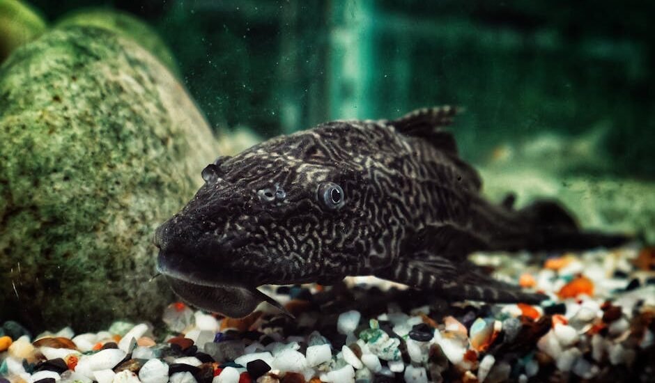 A pleco fish rests on multicolored gravel in a home aquarium, illustrating the need for gravel vacuum cleaners in fish tanks.