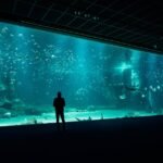 A person stands in front of a massive aquarium display, illustrating the scale of filtration needs discussed in hang-on-back vs canister filter comparisons.
