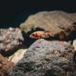 Freshwater aquarium hardscape ideas shown with a single orange fish swimming among large textured rocks underwater.