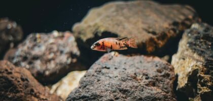 Freshwater aquarium hardscape ideas shown with a single orange fish swimming among large textured rocks underwater.