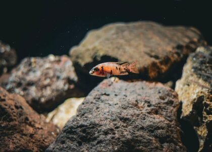 Freshwater aquarium hardscape ideas shown with a single orange fish swimming among large textured rocks underwater.