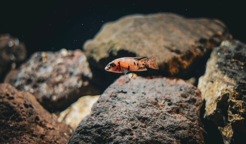 Freshwater aquarium hardscape ideas shown with a single orange fish swimming among large textured rocks underwater.