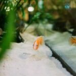 Aquarium fish swimming above light-colored sand substrate, illustrating the importance of regular substrate vacuuming