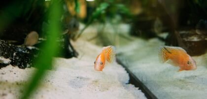 Aquarium fish swimming above light-colored sand substrate, illustrating the importance of regular substrate vacuuming