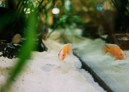 Aquarium fish swimming above light-colored sand substrate, illustrating the importance of regular substrate vacuuming