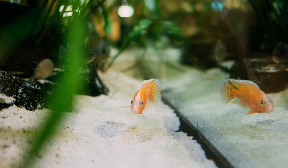 Aquarium fish swimming above light-colored sand substrate, illustrating the importance of regular substrate vacuuming