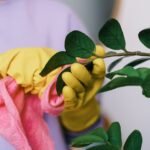 Crop unrecognizable female in yellow gloves cleaning leaves of green plant in daytime