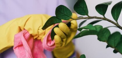Crop unrecognizable female in yellow gloves cleaning leaves of green plant in daytime