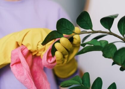 Crop unrecognizable female in yellow gloves cleaning leaves of green plant in daytime