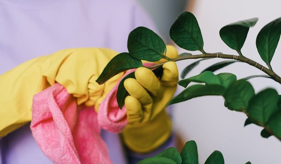 Crop unrecognizable female in yellow gloves cleaning leaves of green plant in daytime