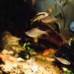 Freshwater aquarium with live plants and various fish, illustrating the importance of cleaning plants before planting.