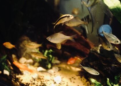Freshwater aquarium with live plants and various fish, illustrating the importance of cleaning plants before planting.