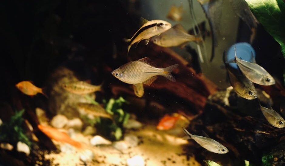Freshwater aquarium with live plants and various fish, illustrating the importance of cleaning plants before planting.