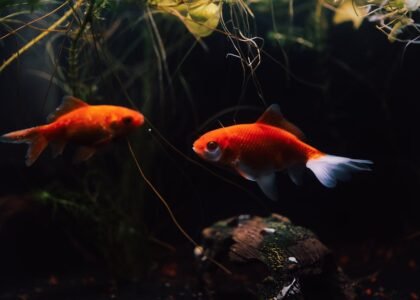 Two bright goldfish swimming gracefully in a richly planted aquarium.