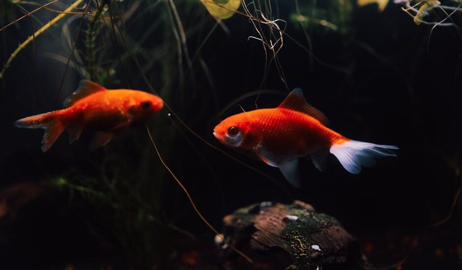 Two bright goldfish swimming gracefully in a richly planted aquarium.