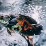Large oscar fish swimming in a clear aquarium, illustrating the importance of inline aquarium heaters for tropical fish care.
