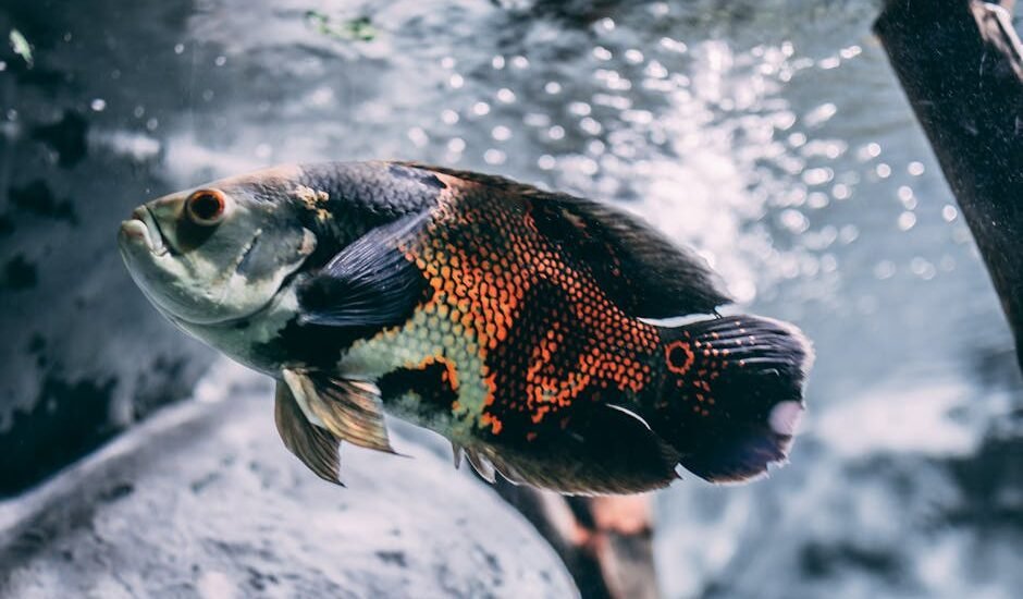 Large oscar fish swimming in a clear aquarium, illustrating the importance of inline aquarium heaters for tropical fish care.