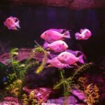 Group of pinkish fish swimming in a planted aquarium with vivid colored lighting, illustrating LED vs fluorescent light effects