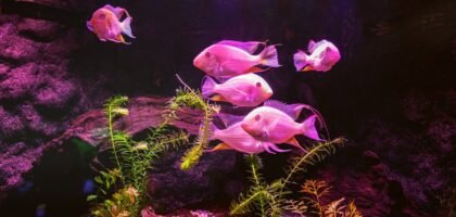 Group of pinkish fish swimming in a planted aquarium with vivid colored lighting, illustrating LED vs fluorescent light effects