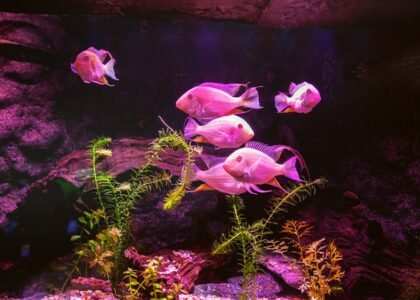 Group of pinkish fish swimming in a planted aquarium with vivid colored lighting, illustrating LED vs fluorescent light effects