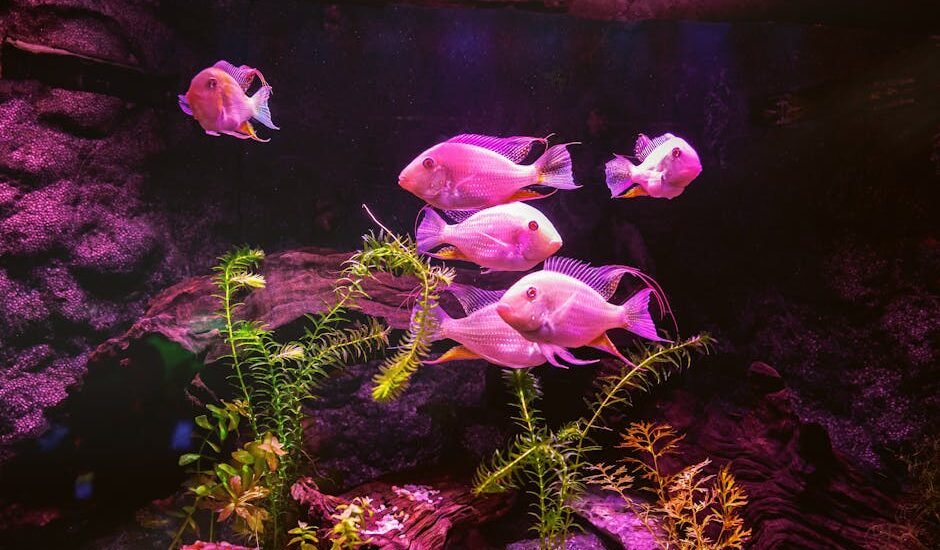 Group of pinkish fish swimming in a planted aquarium with vivid colored lighting, illustrating LED vs fluorescent light effects
