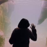 A person in a dark hoodie looks at aquatic life through a glass aquarium, relevant to algae scrapers.