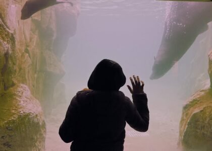 A person in a dark hoodie looks at aquatic life through a glass aquarium, relevant to algae scrapers.