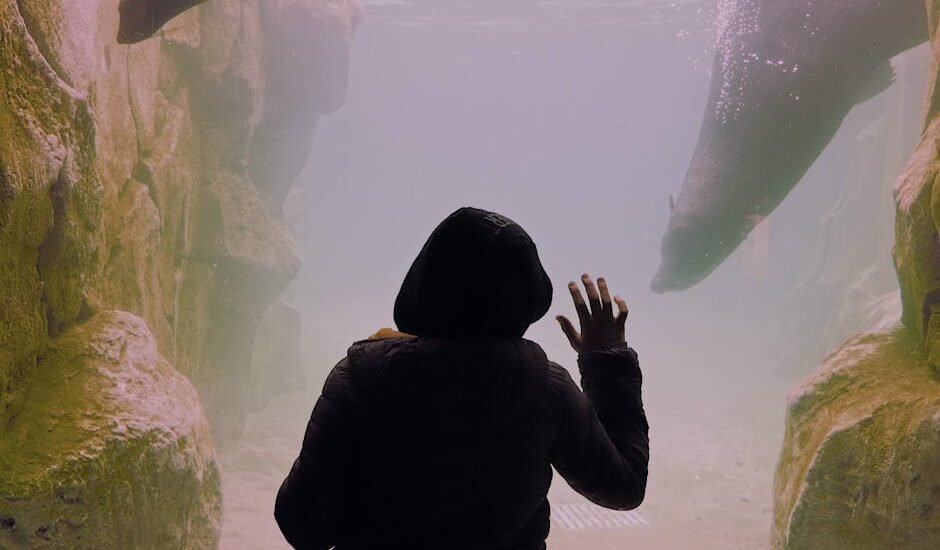 A person in a dark hoodie looks at aquatic life through a glass aquarium, relevant to algae scrapers.