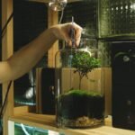 A man uses tweezers to tend a moss terrarium, showcasing a hobbyist's attention to detail indoors.