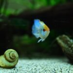 Aquarium substrate comparison showing a fish and snail on fine sand, illustrating sand vs gravel choices for tanks