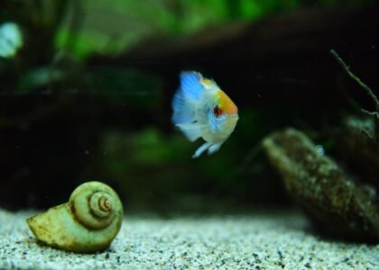 Aquarium substrate comparison showing a fish and snail on fine sand, illustrating sand vs gravel choices for tanks