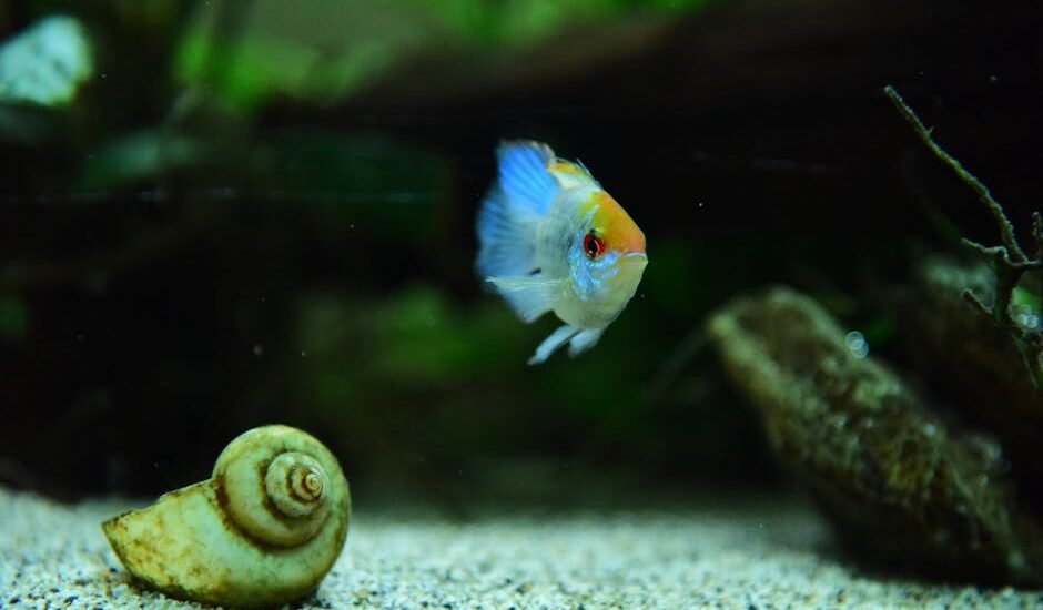 Aquarium substrate comparison showing a fish and snail on fine sand, illustrating sand vs gravel choices for tanks