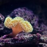 A close-up of a yellow soft coral in an aquarium, illustrating the type of aquatic environment where sponge filters are used.