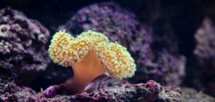 A close-up of a yellow soft coral in an aquarium, illustrating the type of aquatic environment where sponge filters are used.