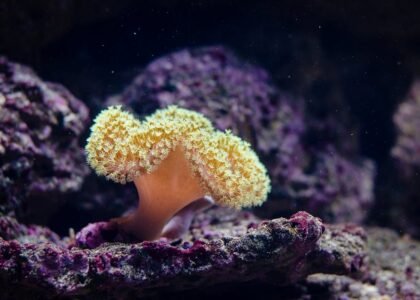 A close-up of a yellow soft coral in an aquarium, illustrating the type of aquatic environment where sponge filters are used.