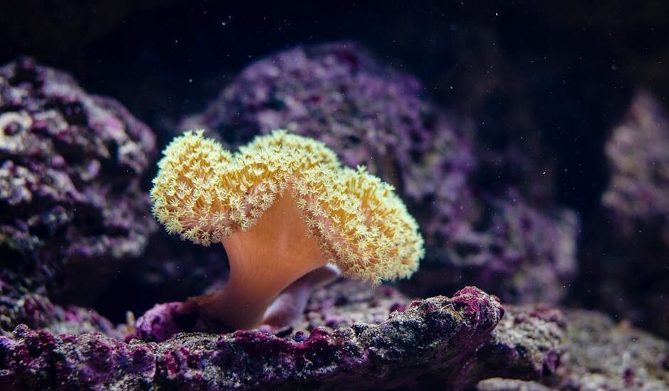 A close-up of a yellow soft coral in an aquarium, illustrating the type of aquatic environment where sponge filters are used.