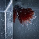 Close-up view of a wet aquarium glass with condensation and a red fish tail, illustrating the environment where CO2 drop checkers are used.