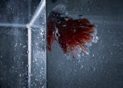 Close-up view of a wet aquarium glass with condensation and a red fish tail, illustrating the environment where CO2 drop checkers are used.