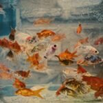 A group of goldfish and other small fish swimming in a glass aquarium with a secure lid, illustrating tank coverage.