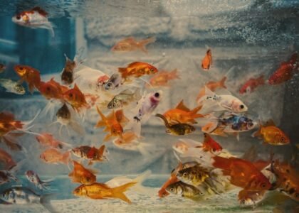 A group of goldfish and other small fish swimming in a glass aquarium with a secure lid, illustrating tank coverage.