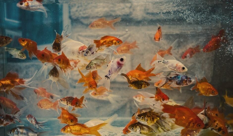 A group of goldfish and other small fish swimming in a glass aquarium with a secure lid, illustrating tank coverage.