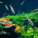 A lush freshwater aquarium with green plants and active fish, illustrating the clean water results of hang-on-back filters.