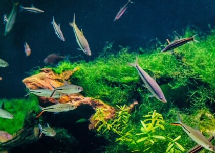 A lush freshwater aquarium with green plants and active fish, illustrating the clean water results of hang-on-back filters.