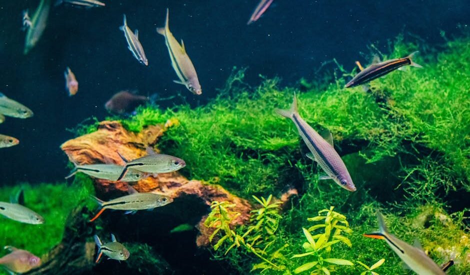 A lush freshwater aquarium with green plants and active fish, illustrating the clean water results of hang-on-back filters.